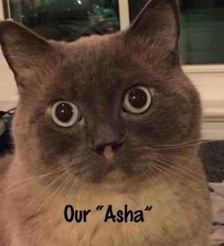 Asha