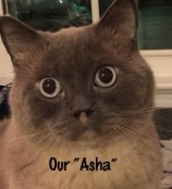 Asha