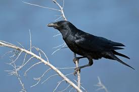 crow