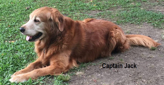 View album “Dogs”