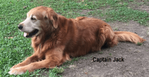 View album “Dogs”